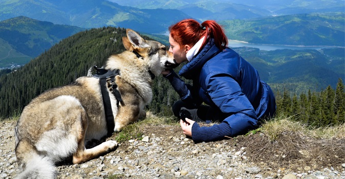 A Guide to Traveling with Pets
